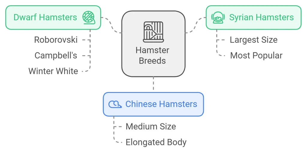 choosing a Hamster Breeds