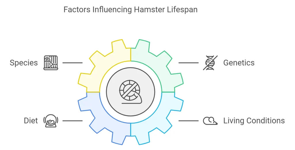 graph of the Factors Influencing Hamster Lifespan