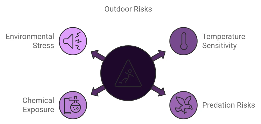 infographic of the outdoor risk for hamsters