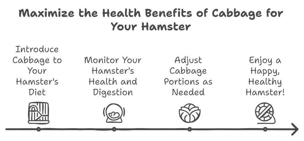 Graph showing Maximizing the Health Benefits of Cabbage for Your Hamster