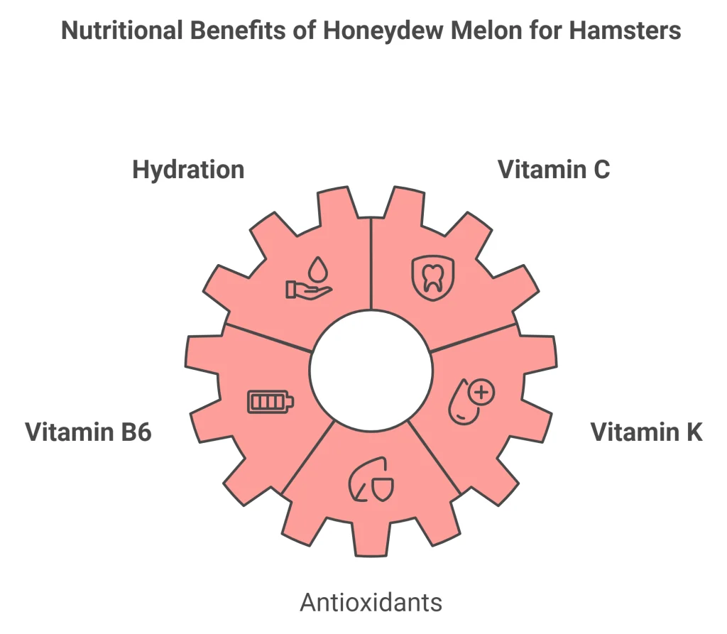 image showing the Nutritional Benefits of Honeydew Melon for hamsters