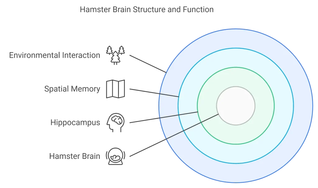 illustration summarizing how hamsters Brain Structure and Function